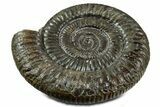 Jurassic Ammonite (Dactylioceras) Fossil - England #351163-1